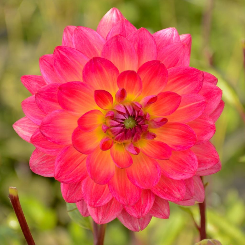 Dahlia camélia Kilburn Glow