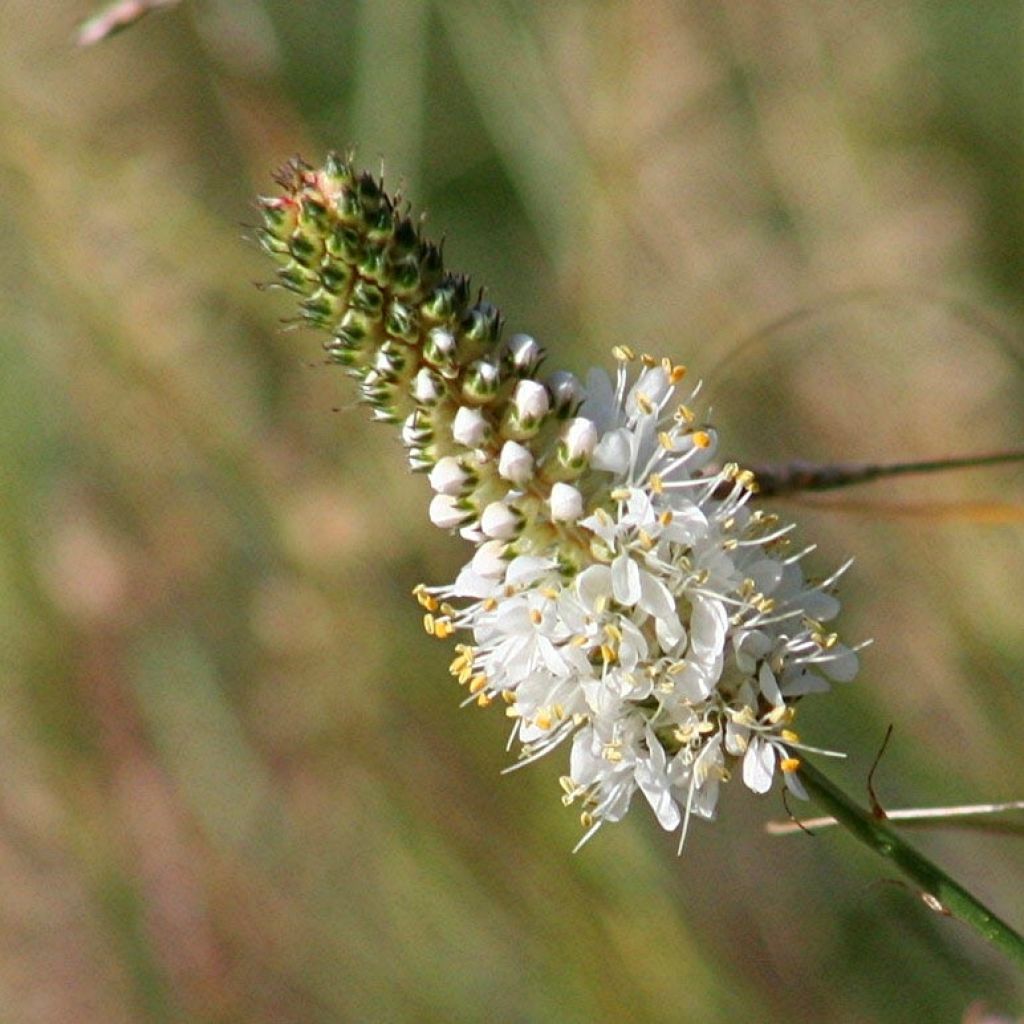 Dalea candida - White Prairie Clover (Trèfle blanc des prairies)