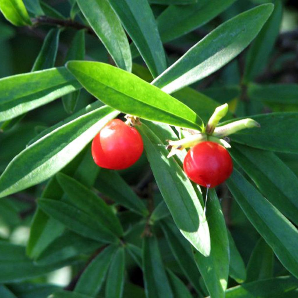 Danae racemosa - Alexandrian Laurel 