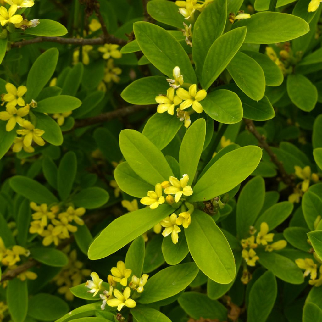 Daphne gemmata Royal Crown