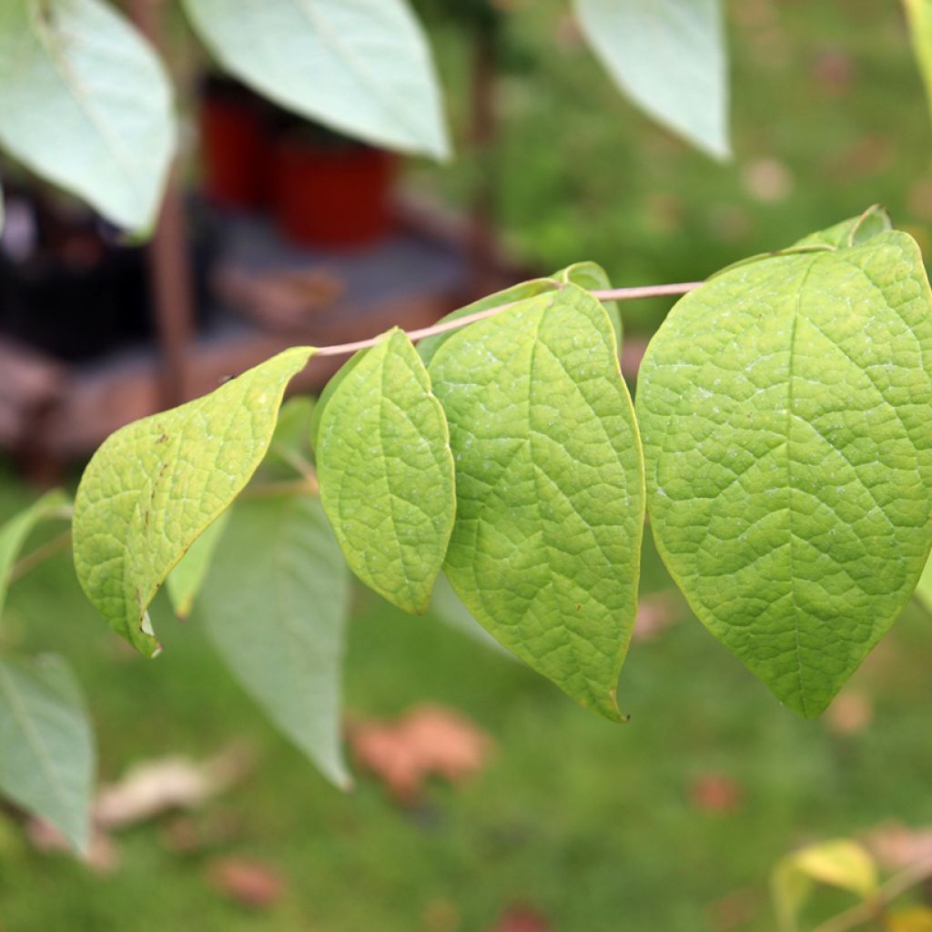 Decaisnea fargesii - Blue sausage fruit