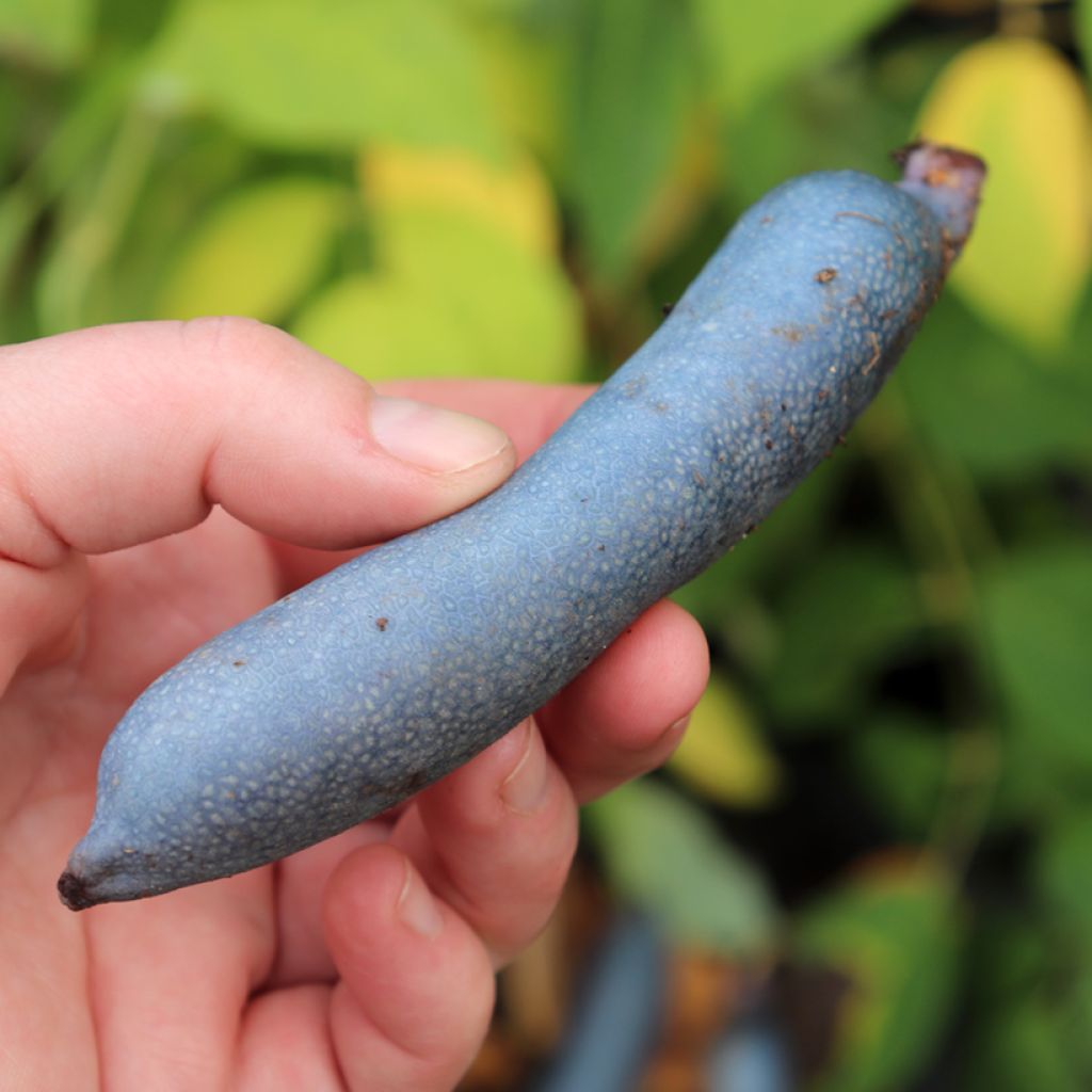 Decaisnea fargesii - Blue sausage fruit