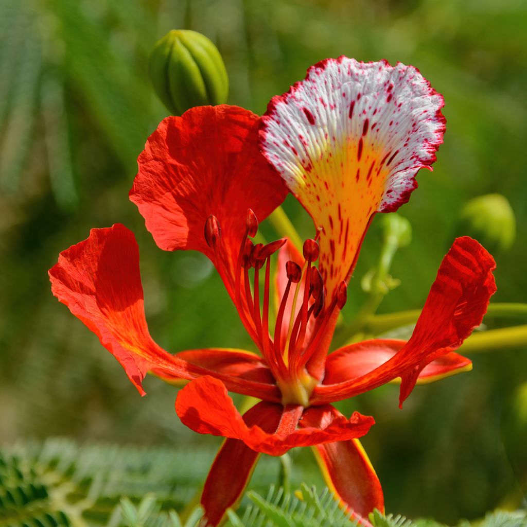 Delonix regia - Flamboyant