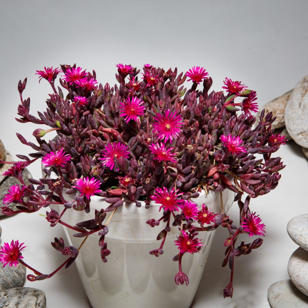 Delosperma Desert Dancers Purple - Ice Plant