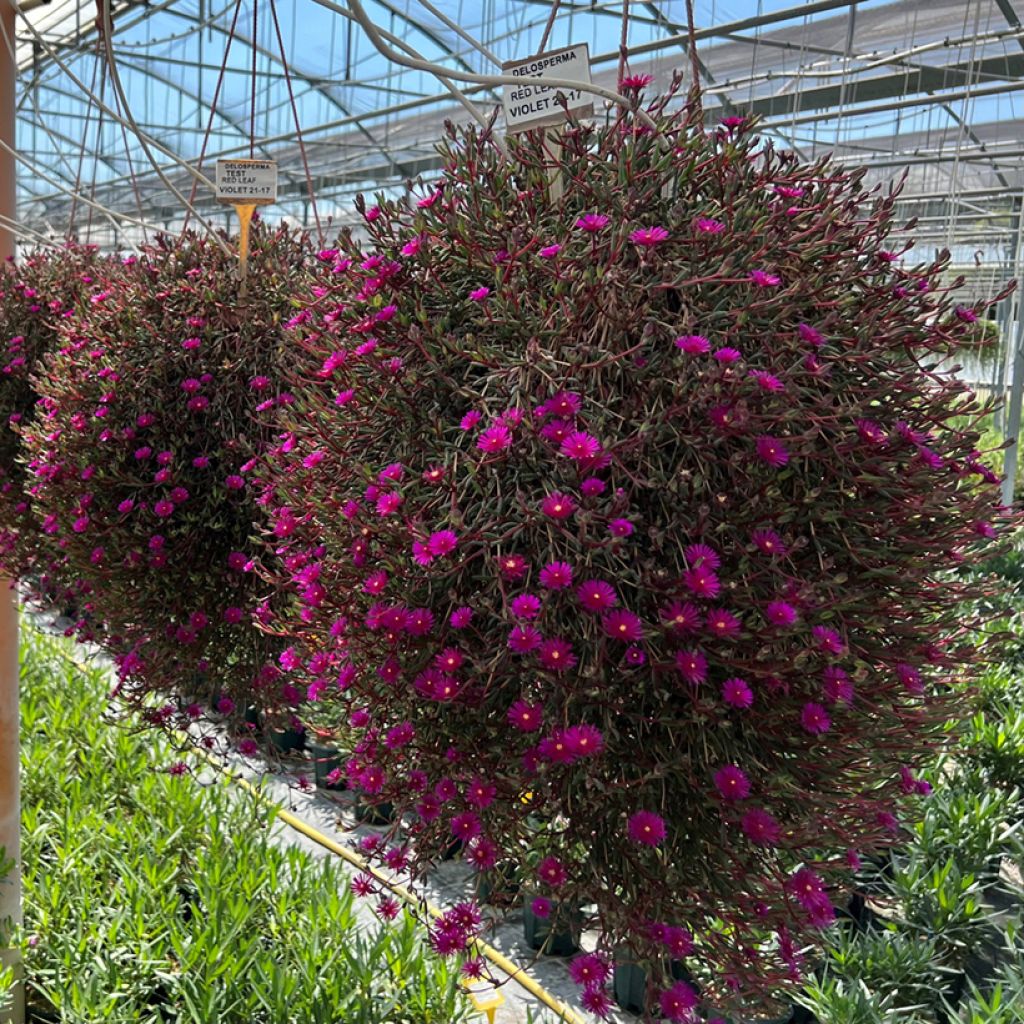 Delosperma Desert Dancers Purple - Ice Plant