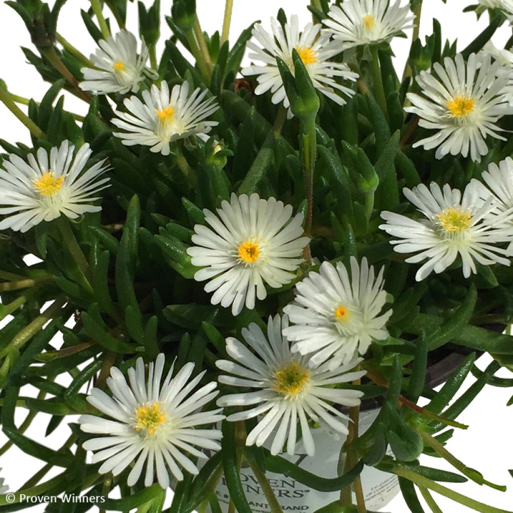 Delosperma gongestum x cooperi Royal Ranger White