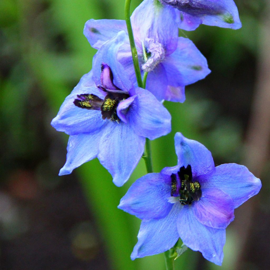 Delphinium Blauwal - Pied d'Alouette vivace