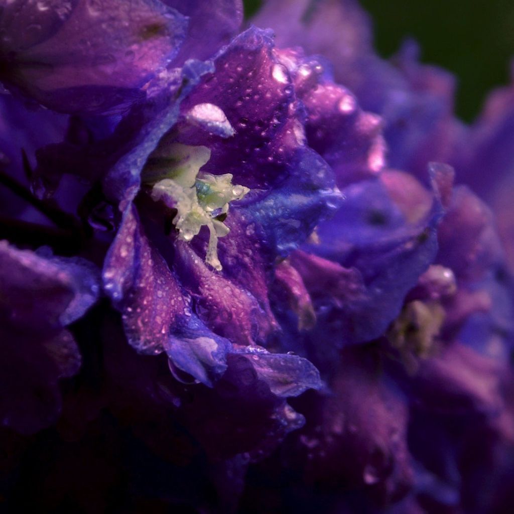 Delphinium Blue Triumphator, Pied d Alouette