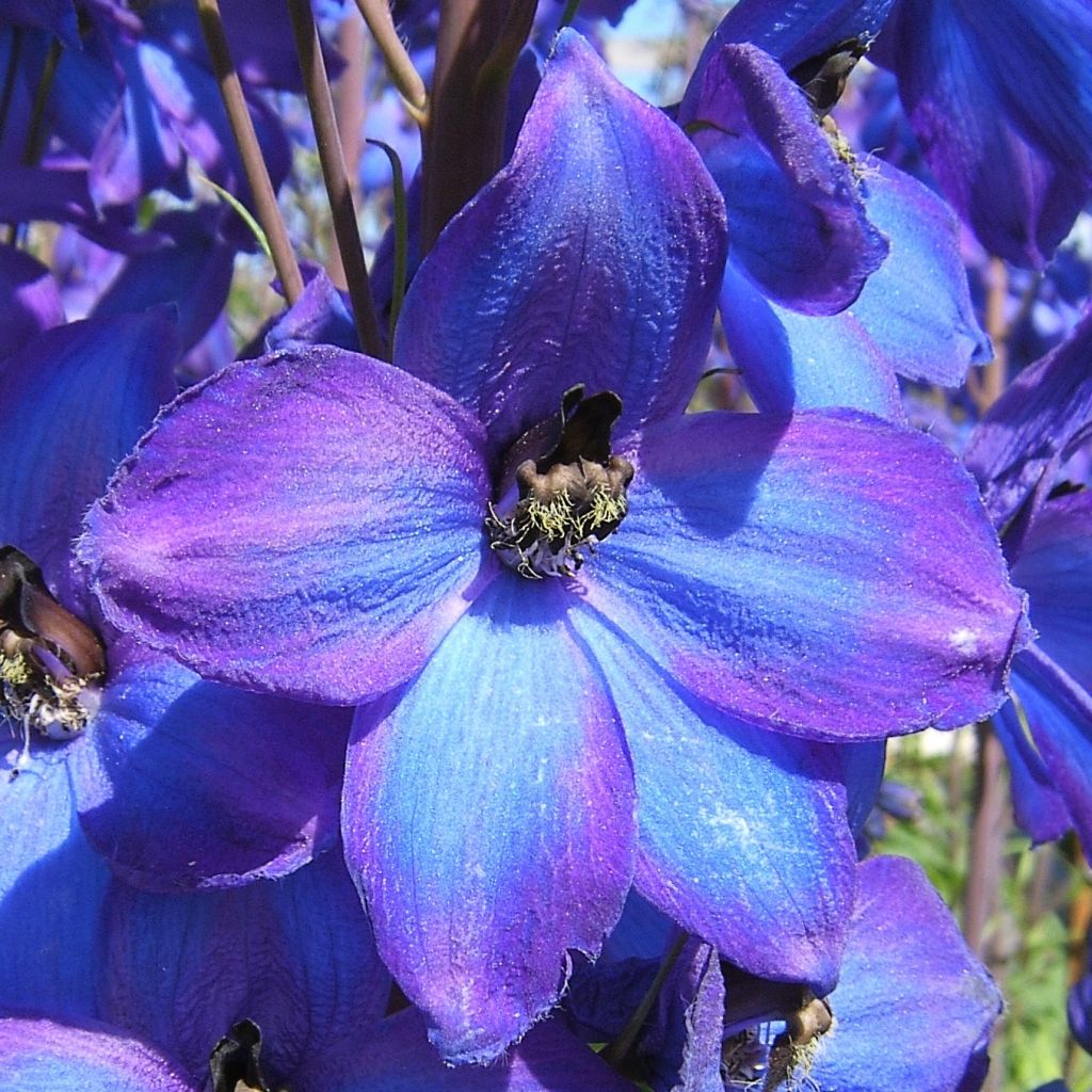 Delphinium F.W. Smith, Pied d Alouette