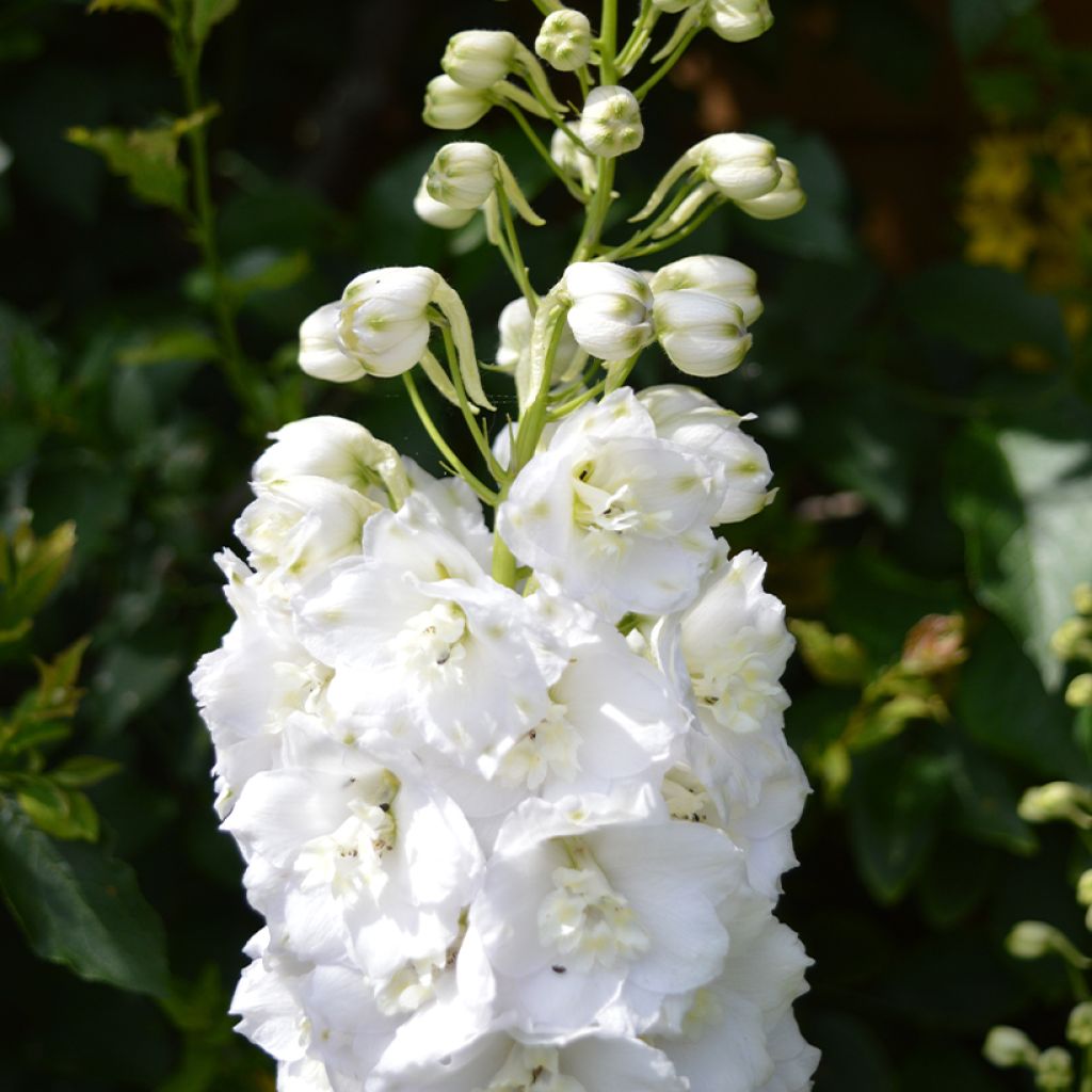 Delphinium Guardian White - Larkspur