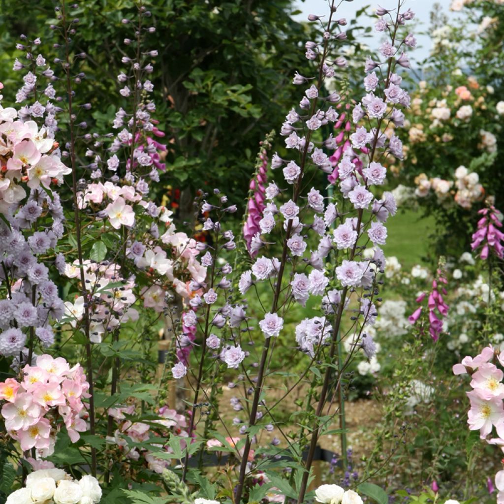 Delphinium Cha Cha - Larkspur