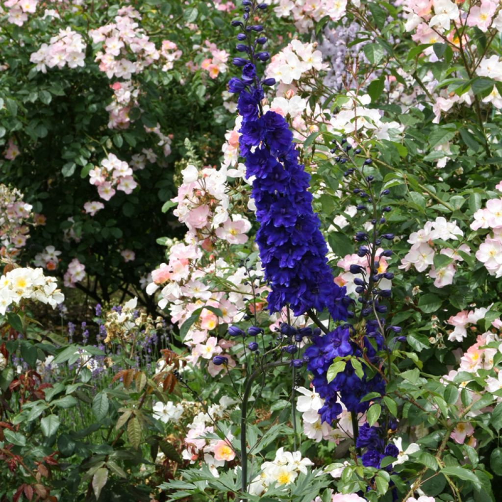 Delphinium Völkerfrieden - Larkspur