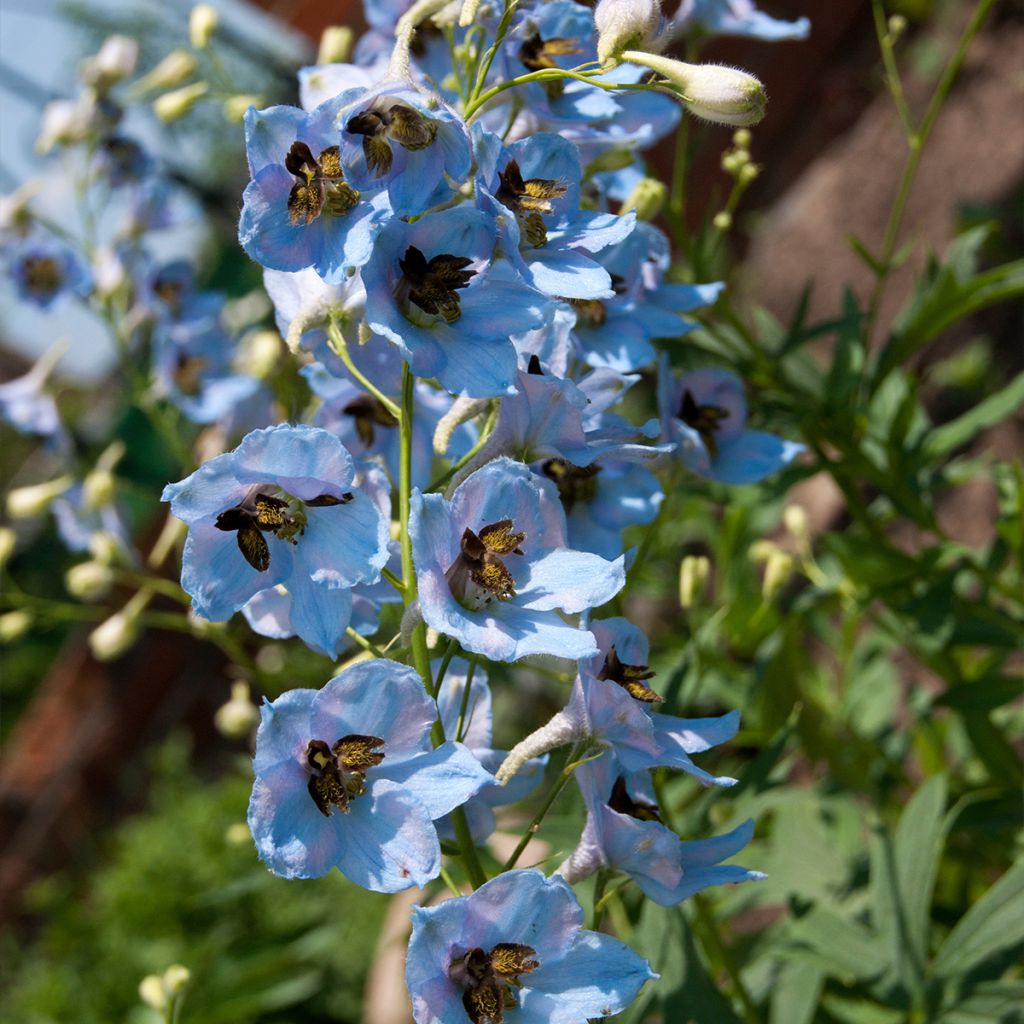 Delphinium Perlmutterbaum, Pied d Alouette