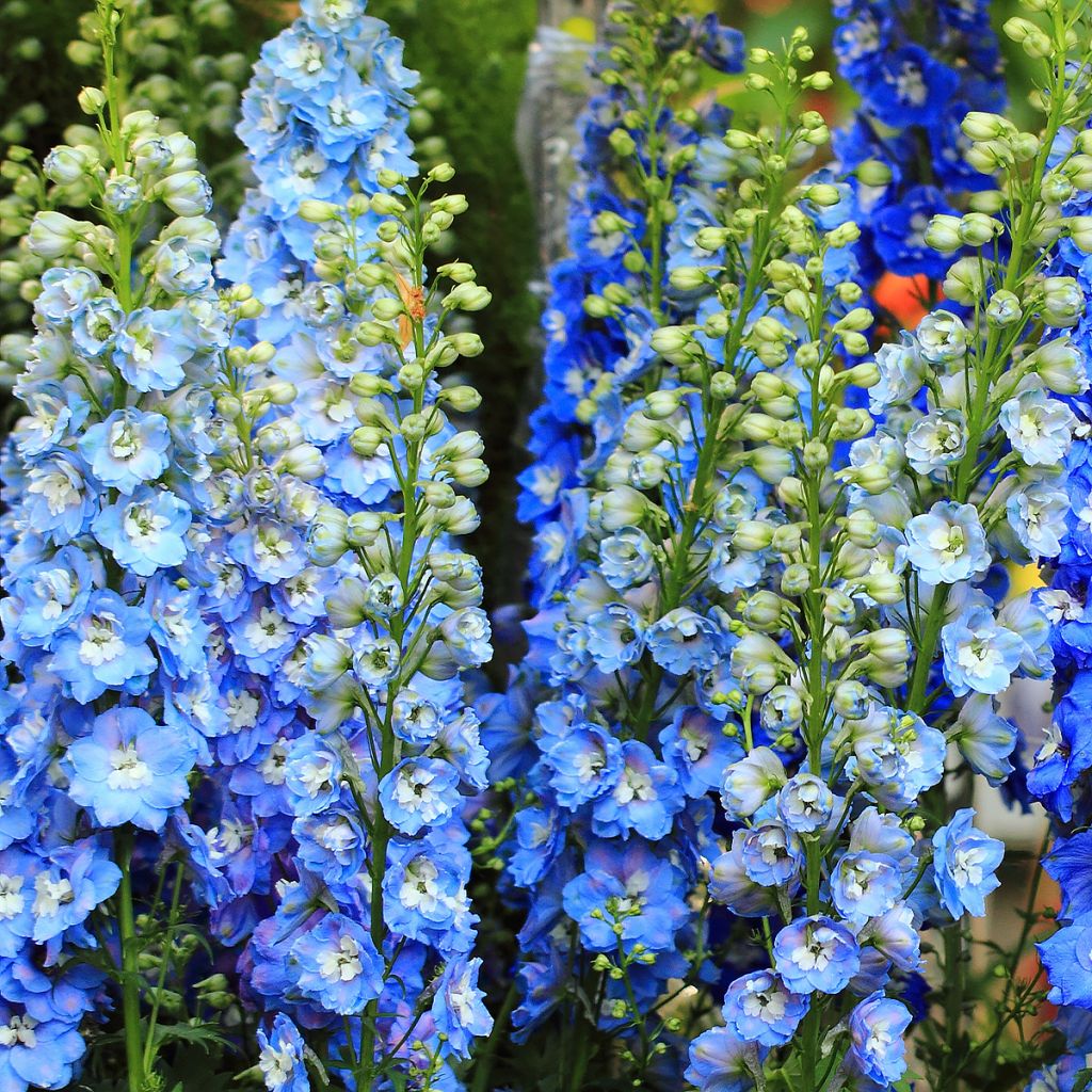 Delphinium Magic Fountains Sky Blue-White Bee - Larkspur