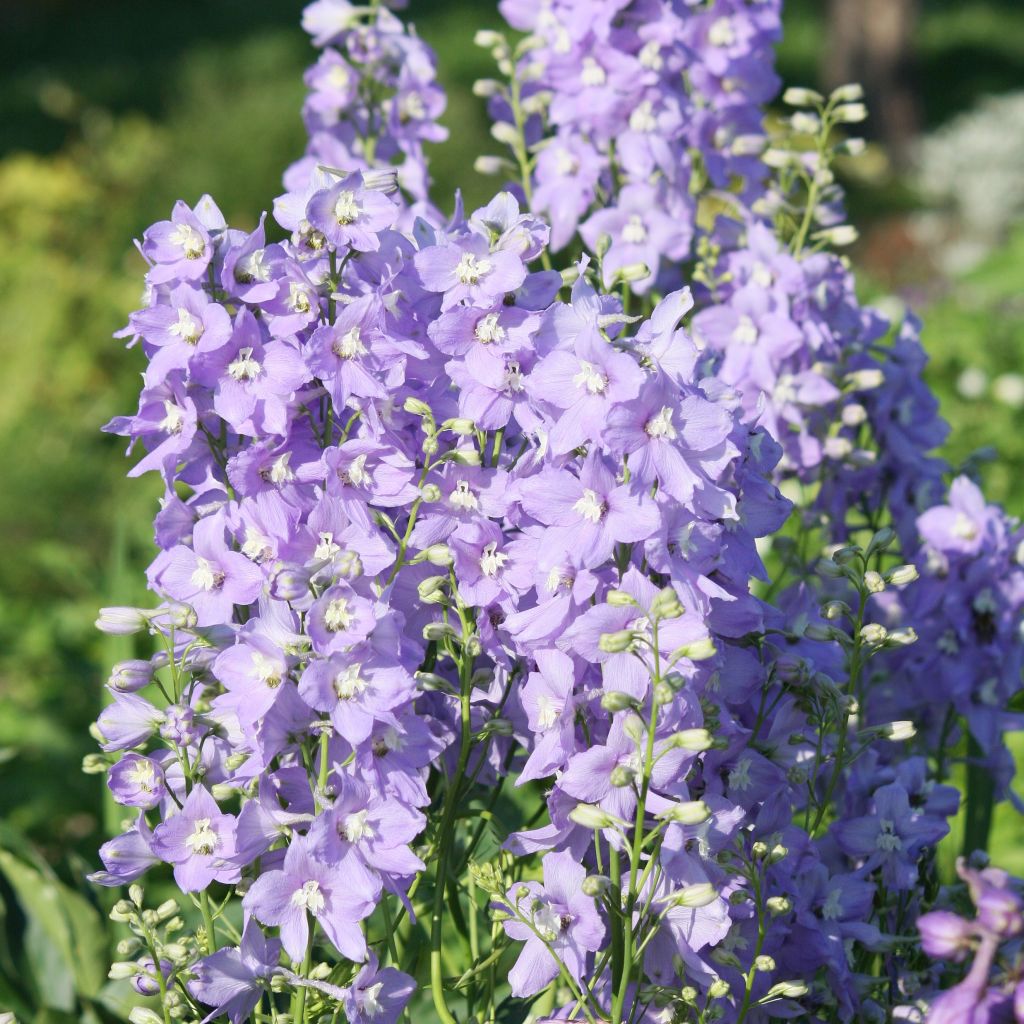 Delphinium belladonna Capri, Pied d Alouette