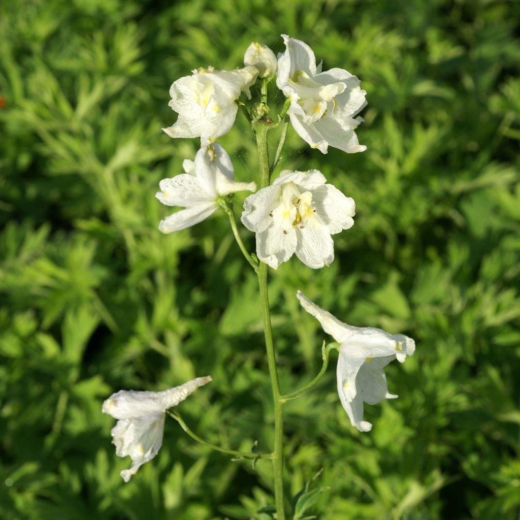 Delphinium Moerheimii - Larkspur