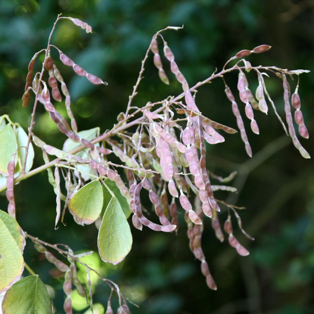 Desmodium elegans