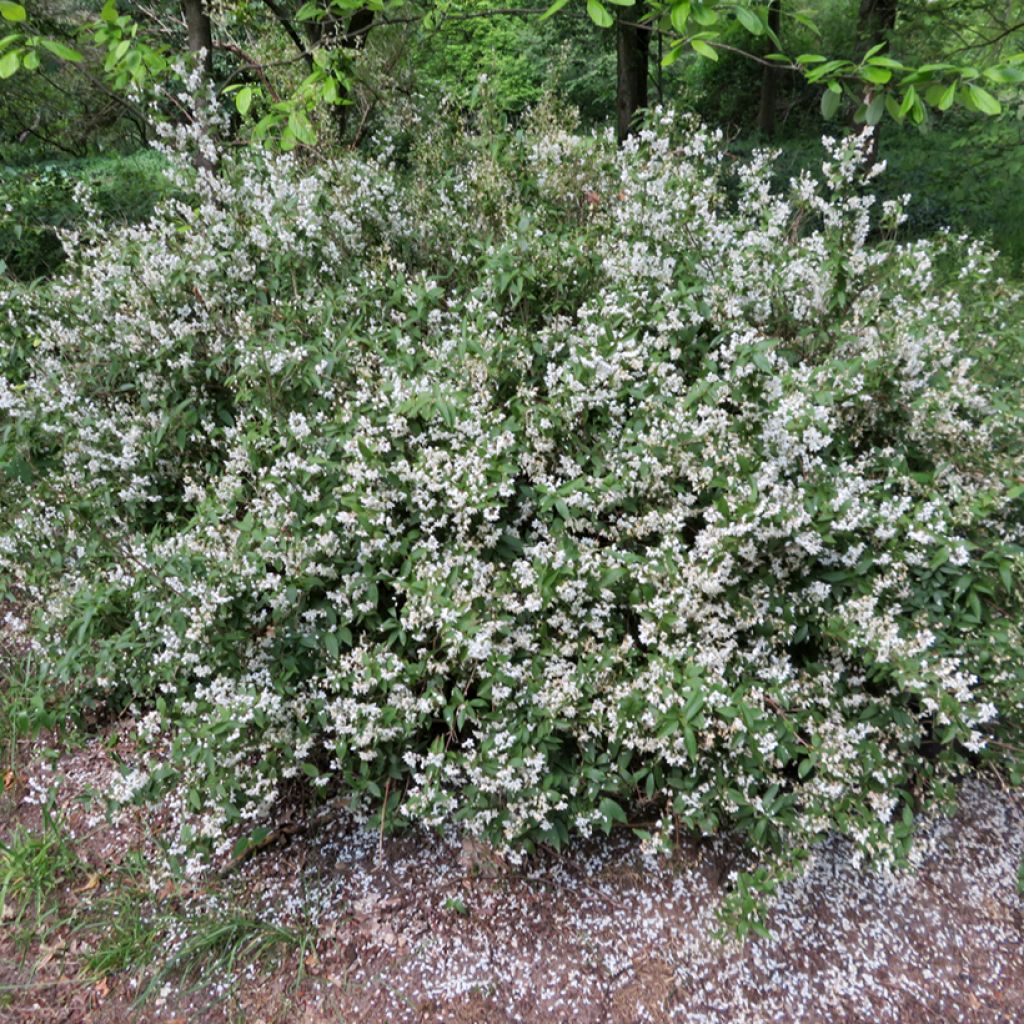 Deutzia x lemoinei 