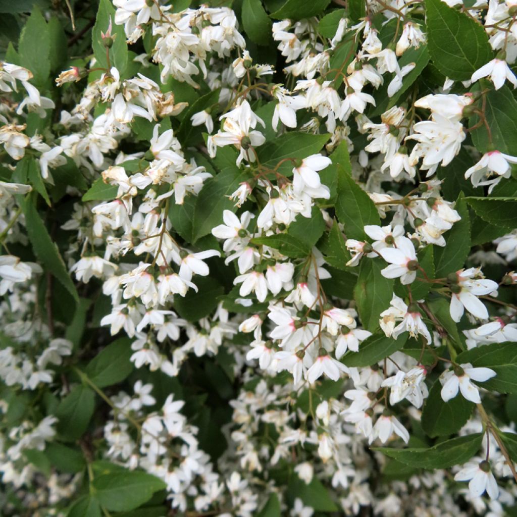 Deutzia x lemoinei 