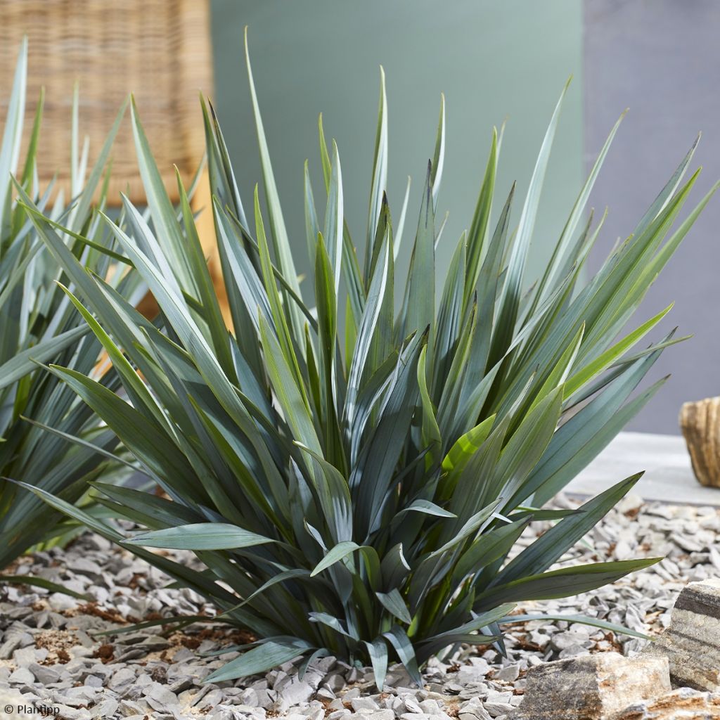 Dianella Blue Ripple