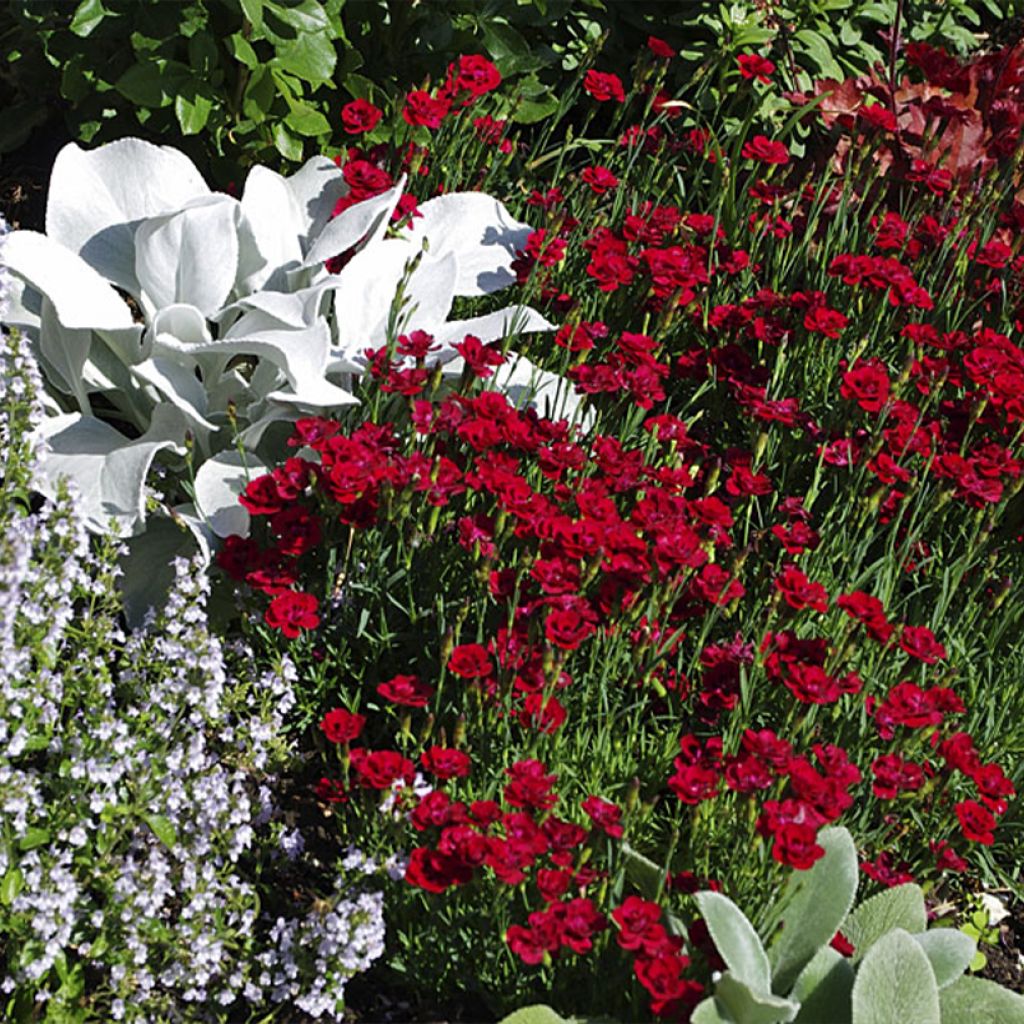 Dianthus plumarius Merci Fleuri