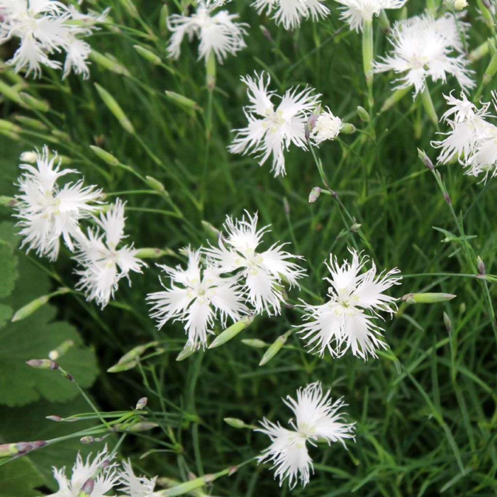 Dianthus arenarius