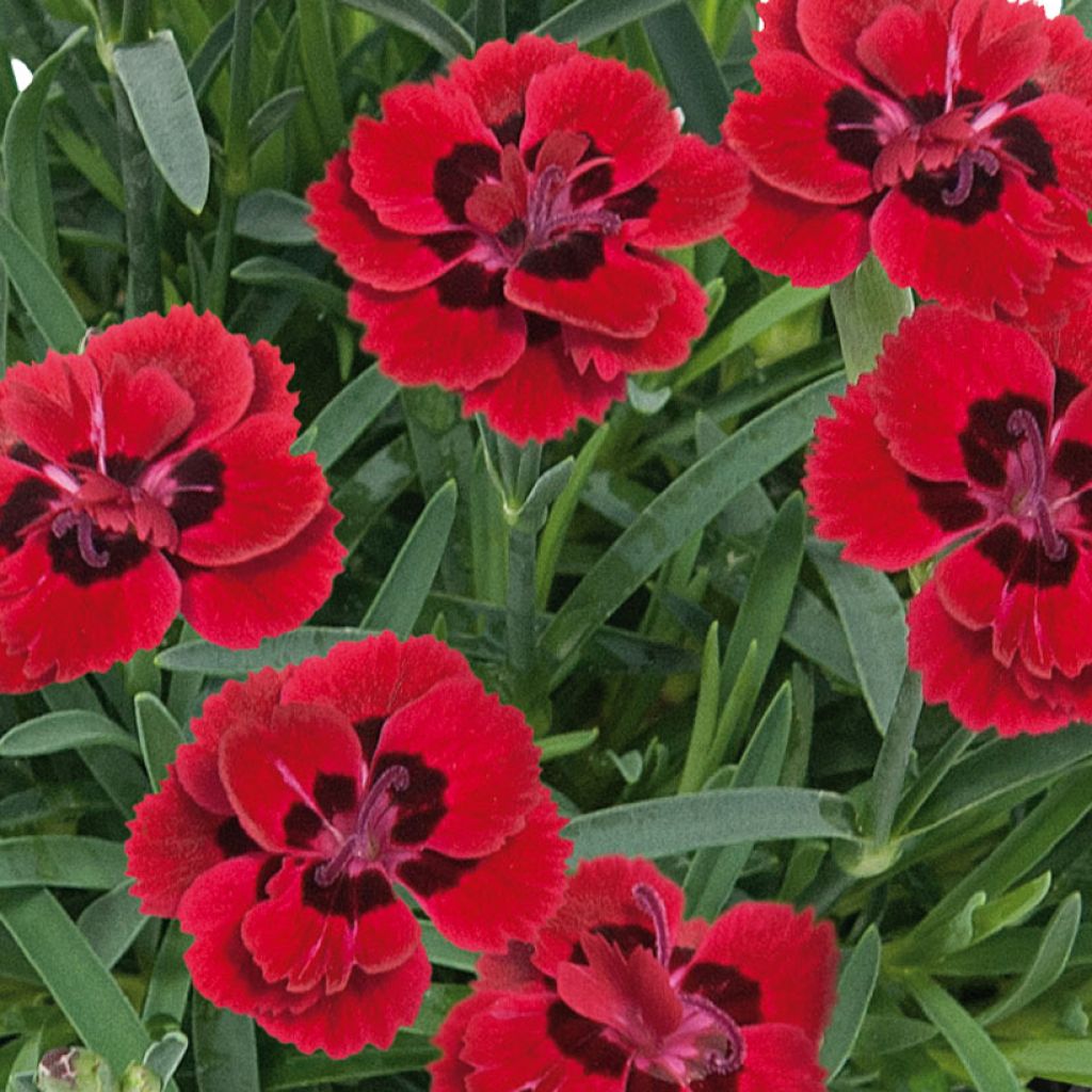 Dianthus plumarius Merci Fleuri