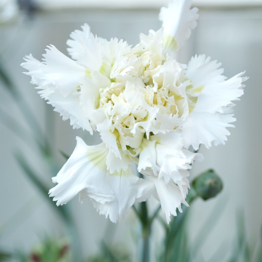 Dianthus plumarius Flore Pleno Albus