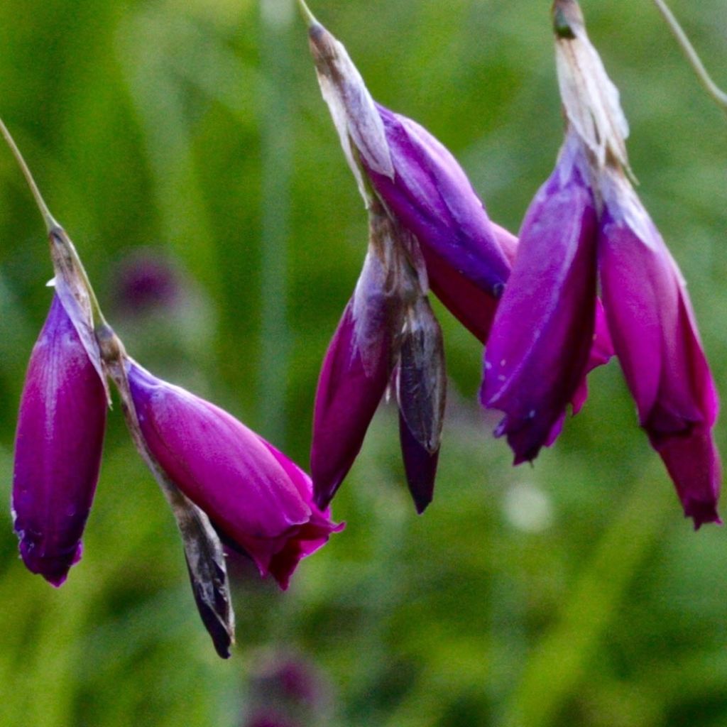 Dierama Dark Cerise - Canne à pêche des anges