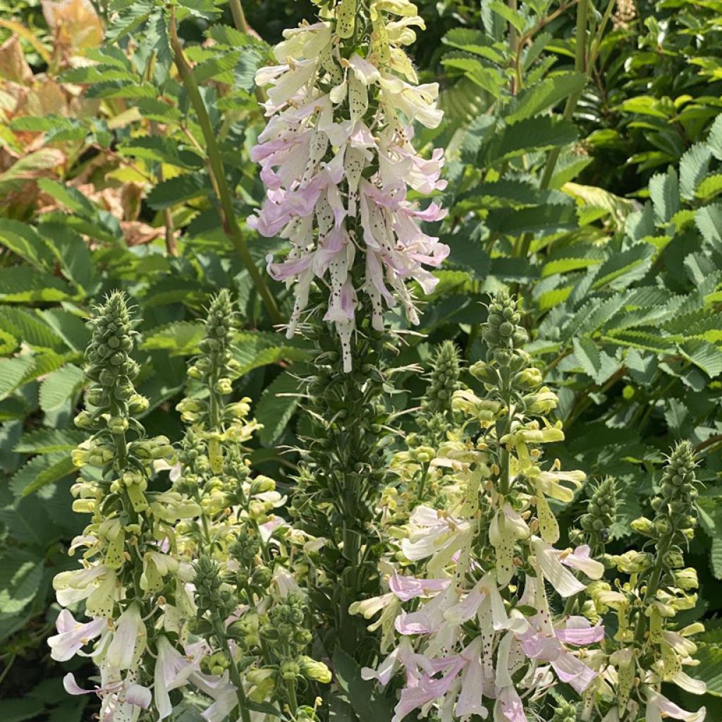 Digitalis purpurea Apple Blossom - Foxglove