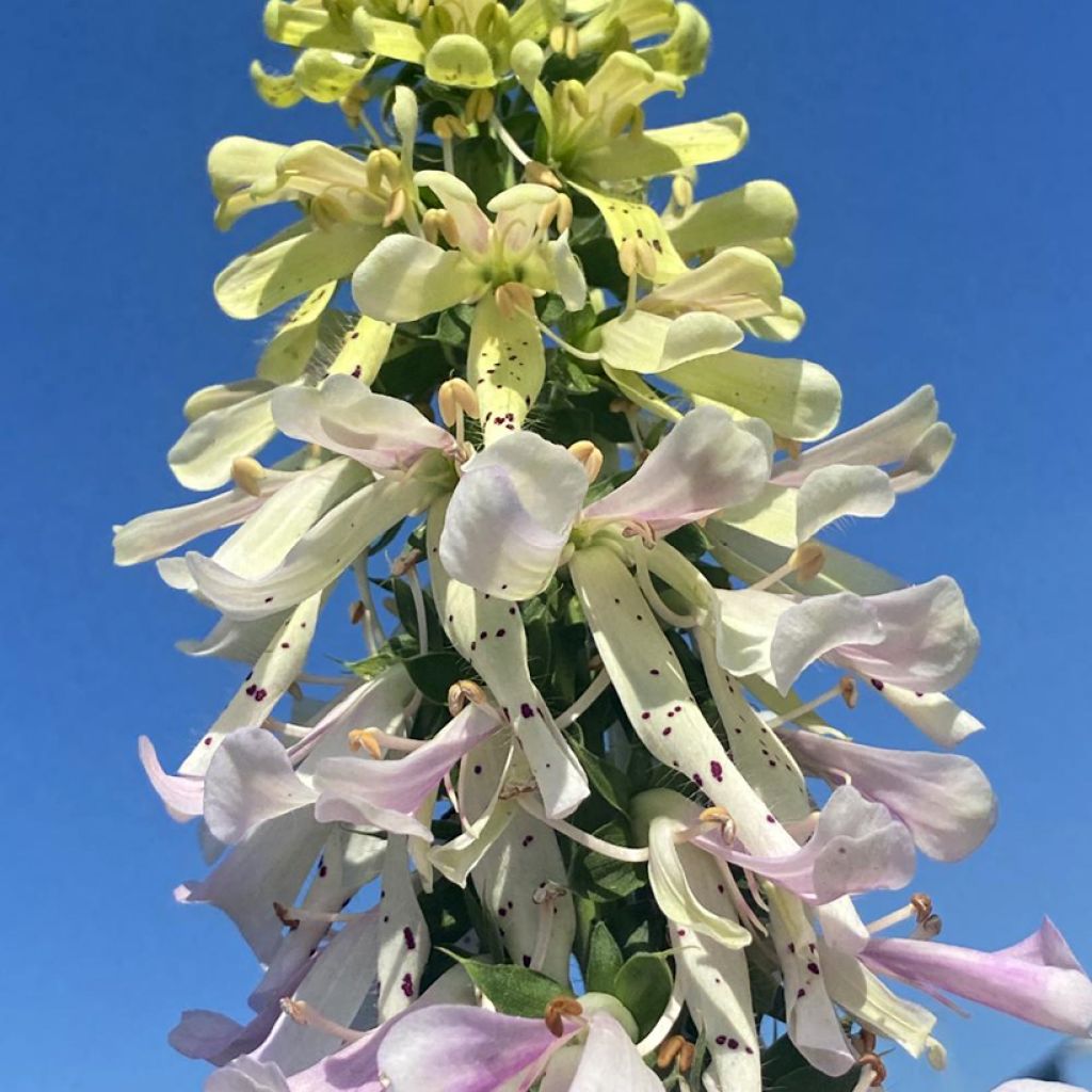 Digitalis purpurea Apple Blossom - Foxglove