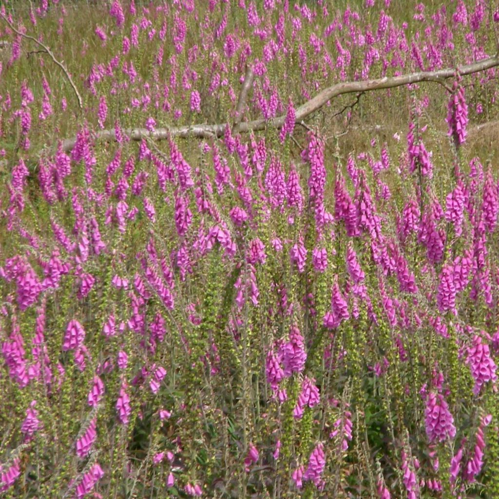 Digitale, Digitalis purpurea ssp. nevadensis