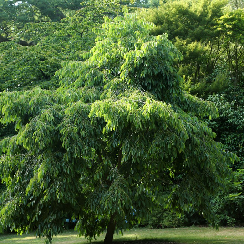 Diospyros virginiana - American Persimmon