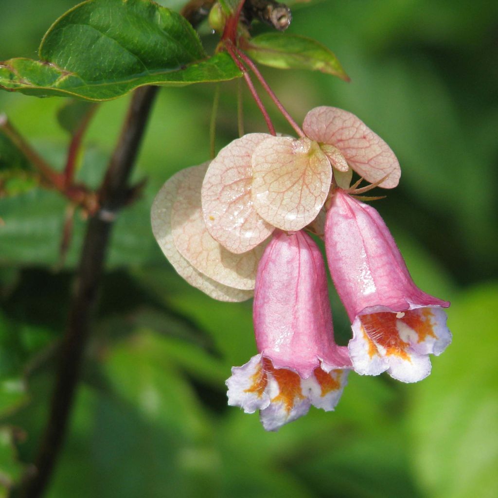 Dipelta ventricosa