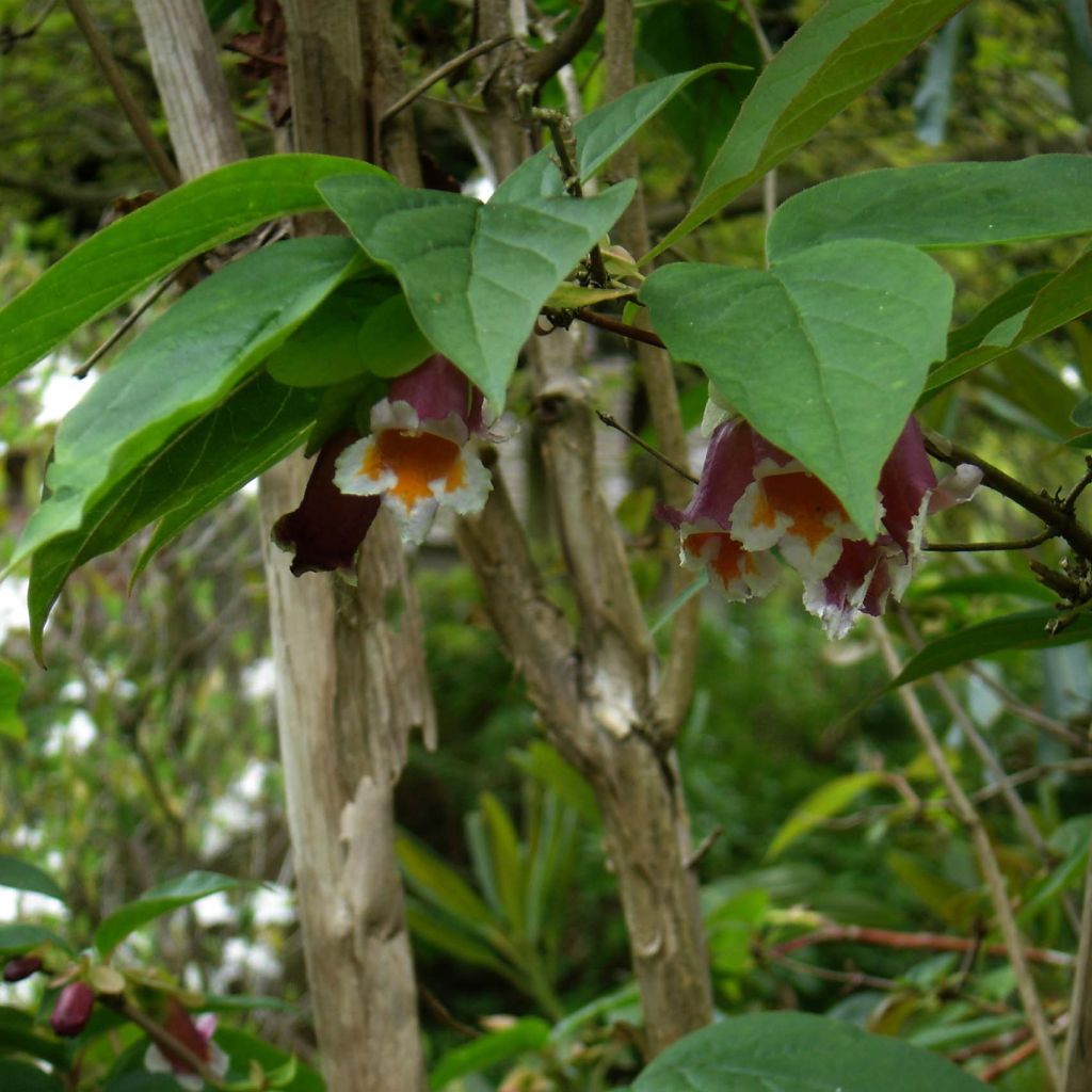 Dipelta ventricosa