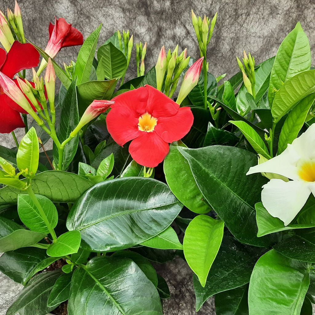 Mandevilla sanderi Diamantina Jade XXL Red