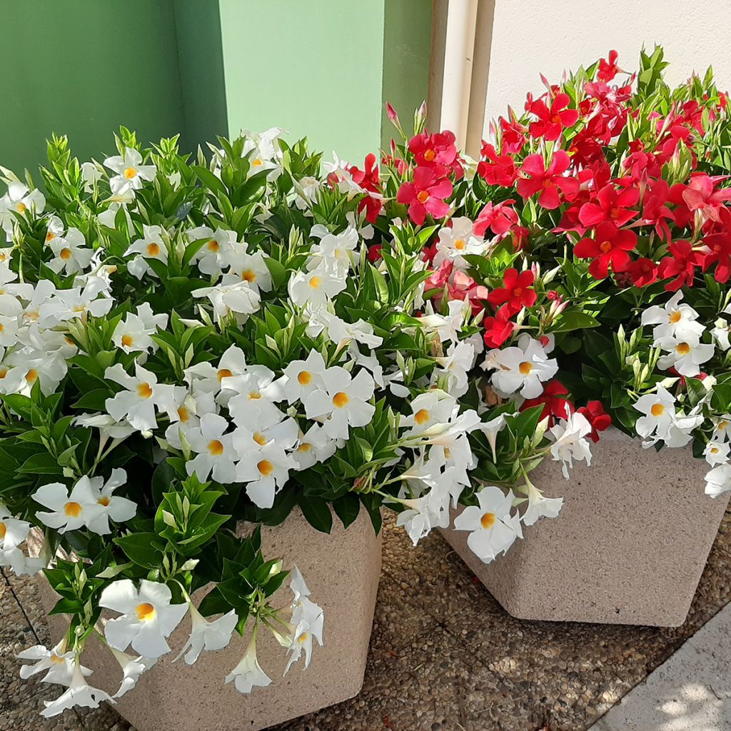 Mandevilla sanderi Diamantina Jade XXL White