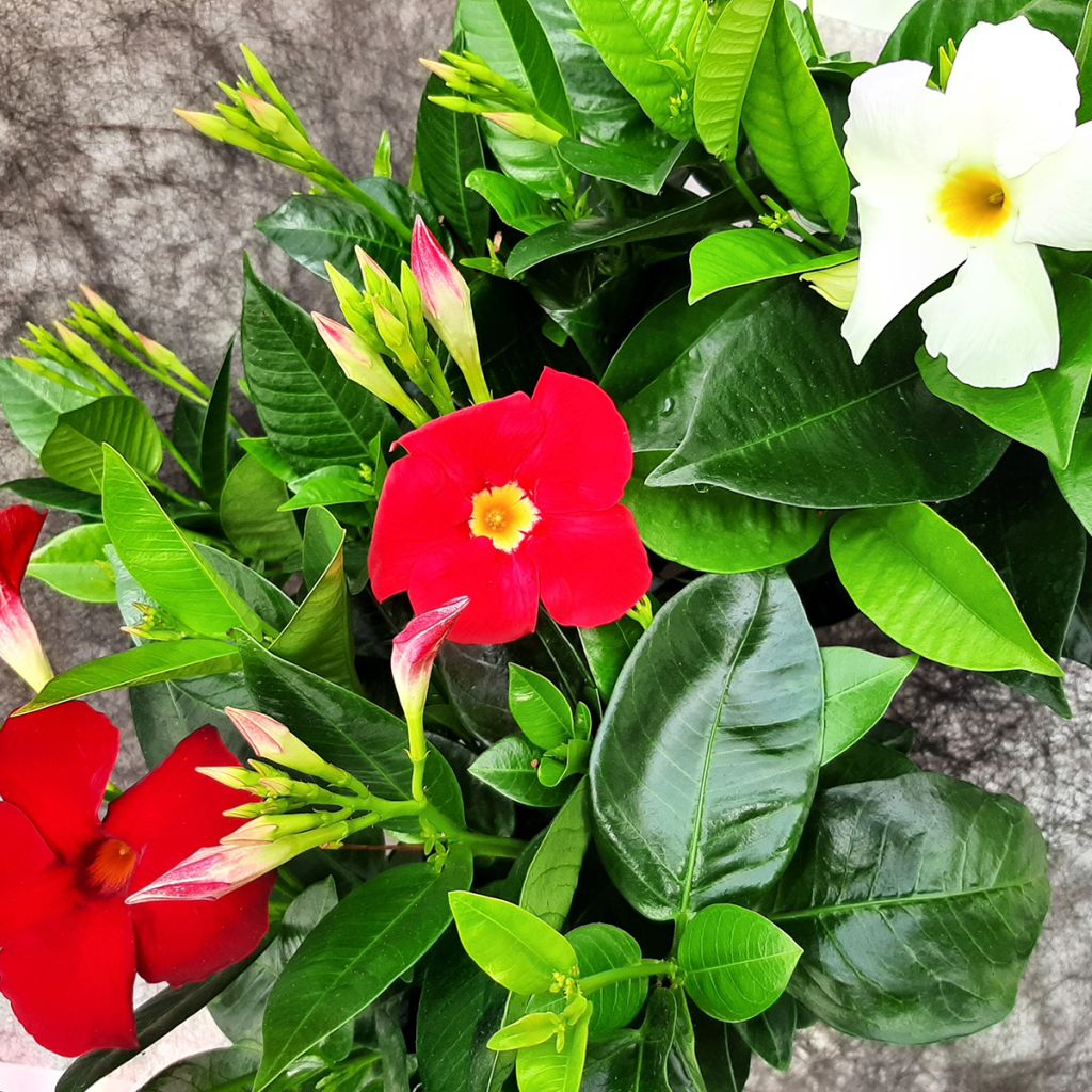 Mandevilla sanderi Diamantina Jade XXL White