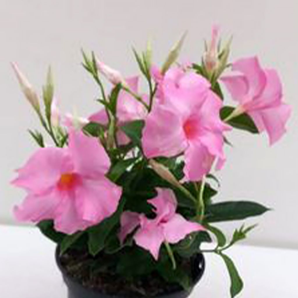 Mandevilla sanderi Diamantina Tourmaline Pink