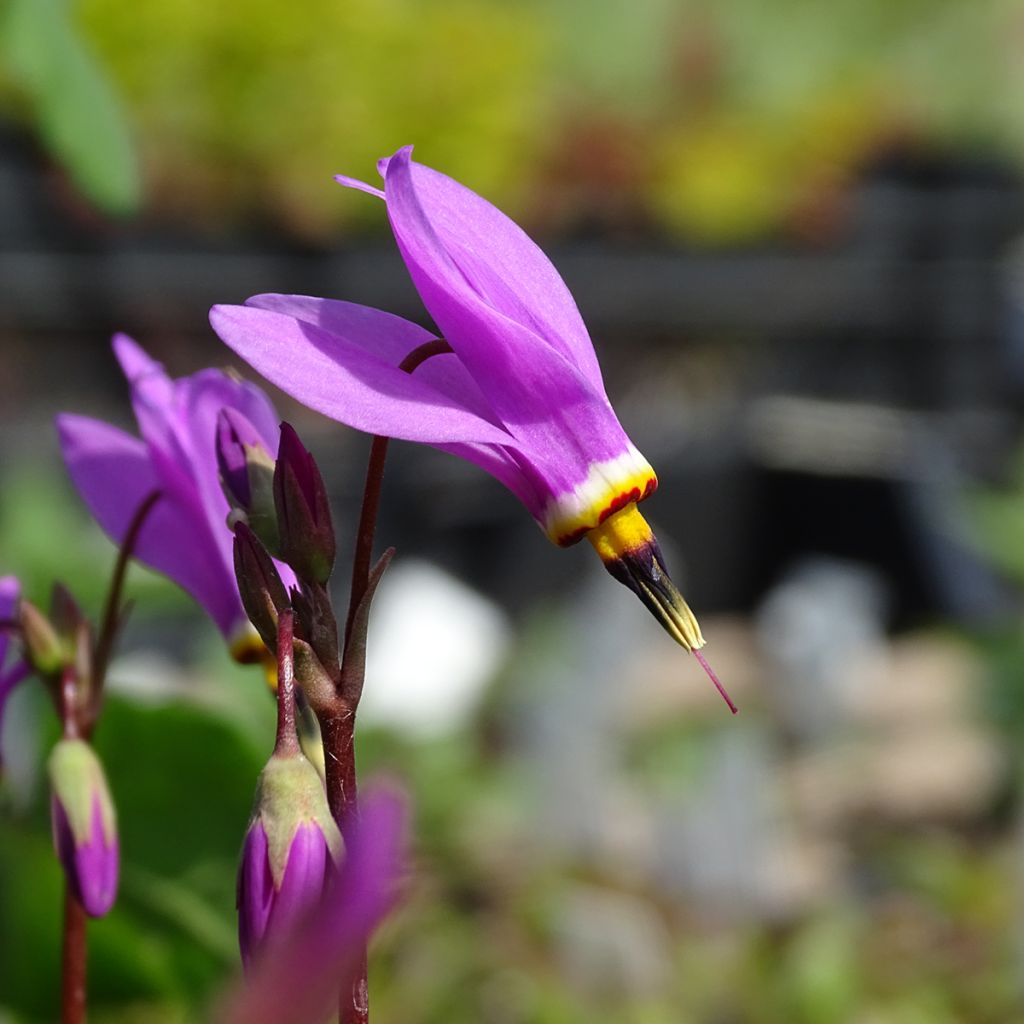 Dodecatheon pulchellum subsp. pulchellum Red Wings