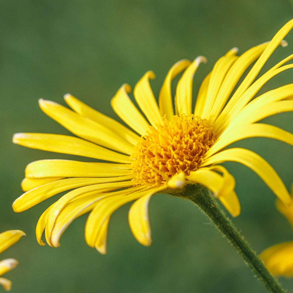 Doronic, Doronicum orientale Finesse