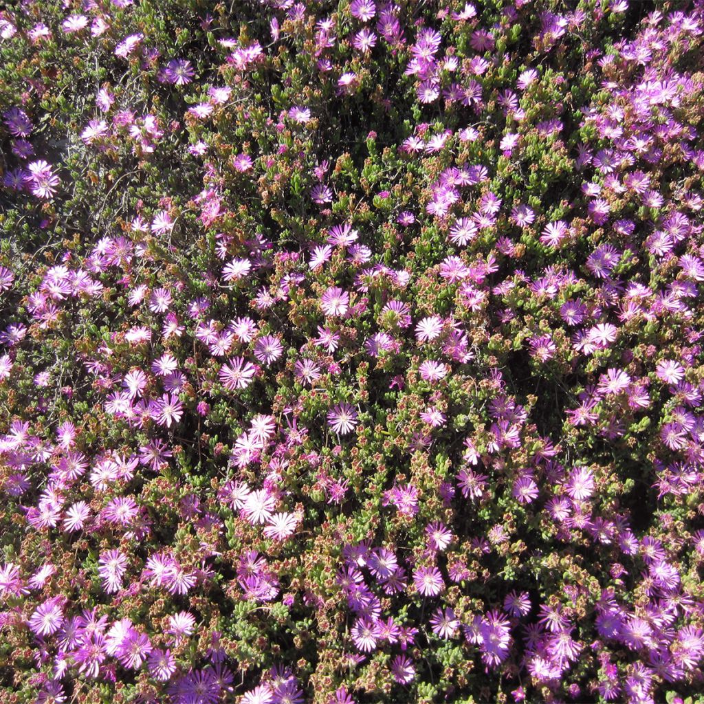 Drosanthemum candens (= floribundum)