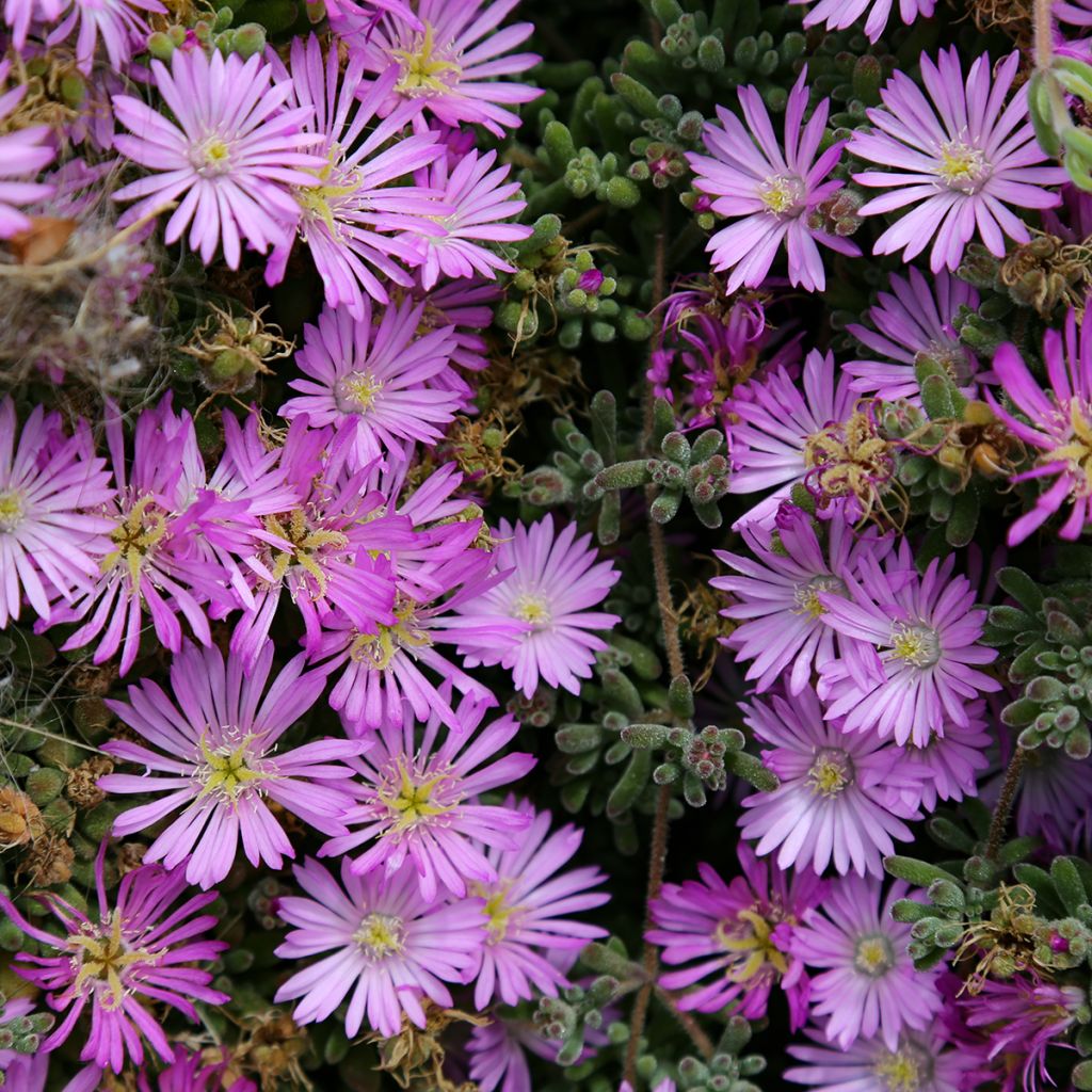 Drosanthemum candens