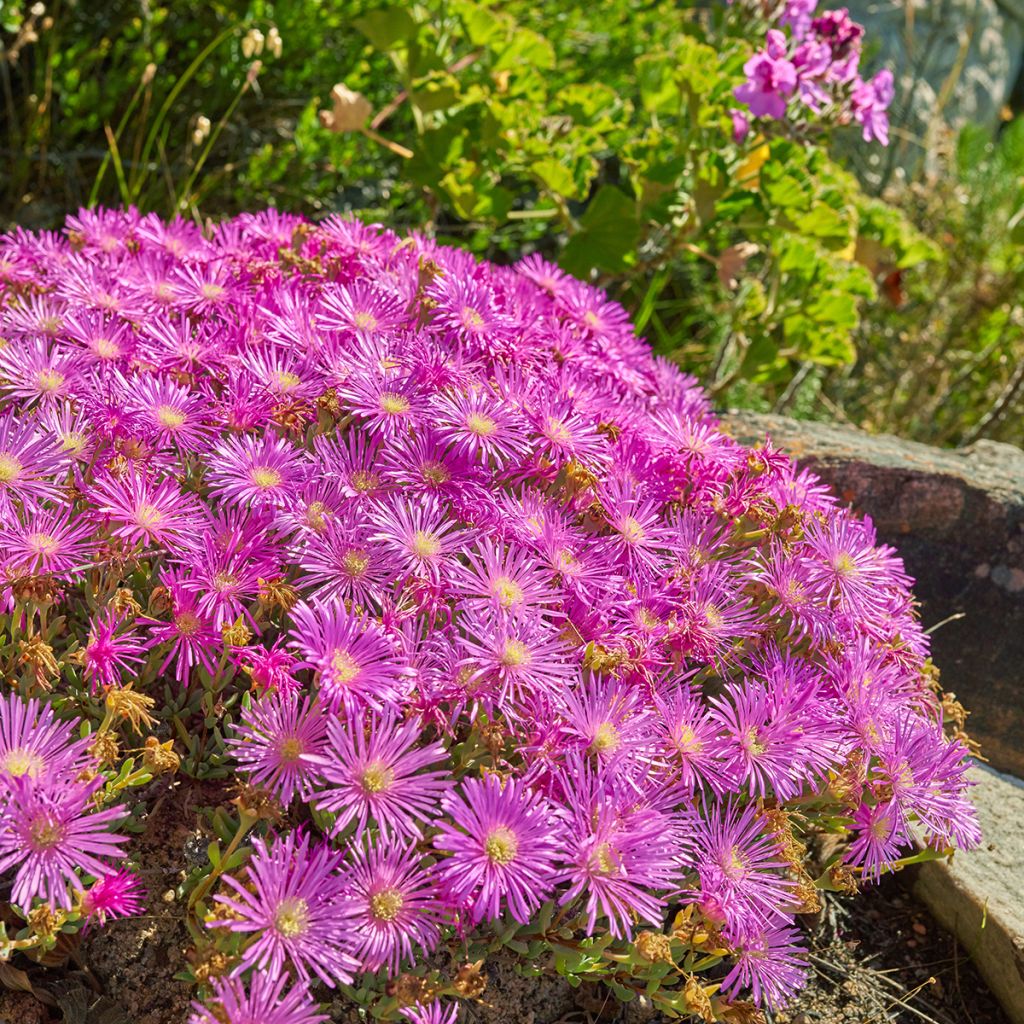 Drosanthemum candens