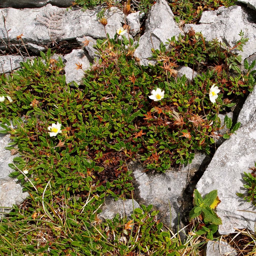 Dryas drummondii Grandiflora