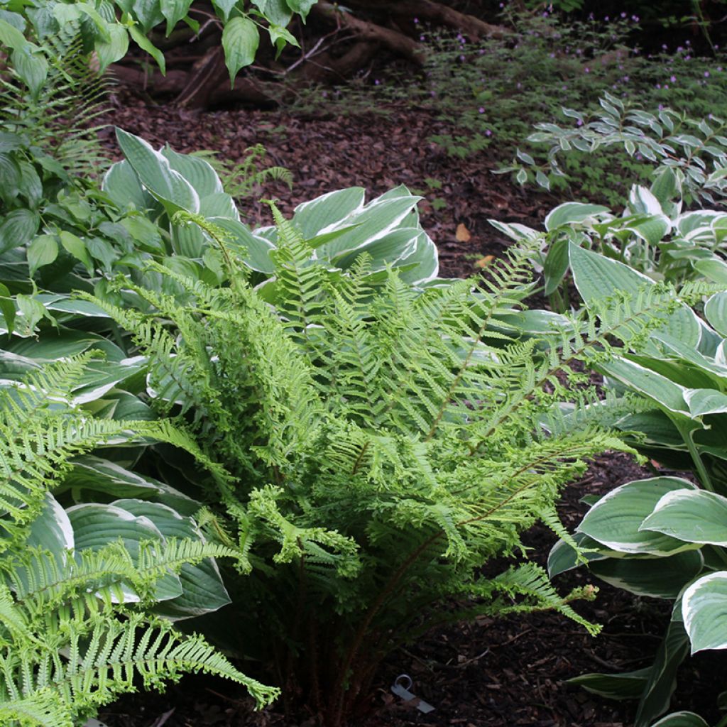 Dryopteris affinis Cristata - Scaly Male Fern