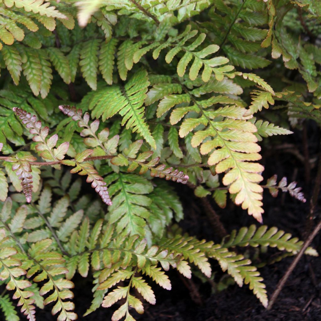 Dryopteris erythrosora Prolifica - Copper Fern