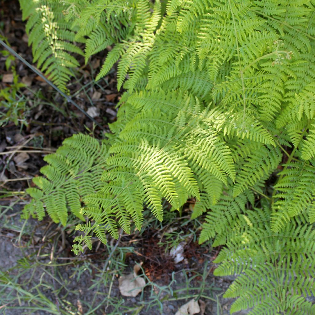 Dryopteris filix-mas - Male Fern