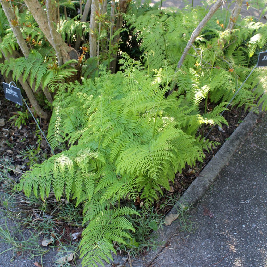 Dryopteris filix-mas - Male Fern