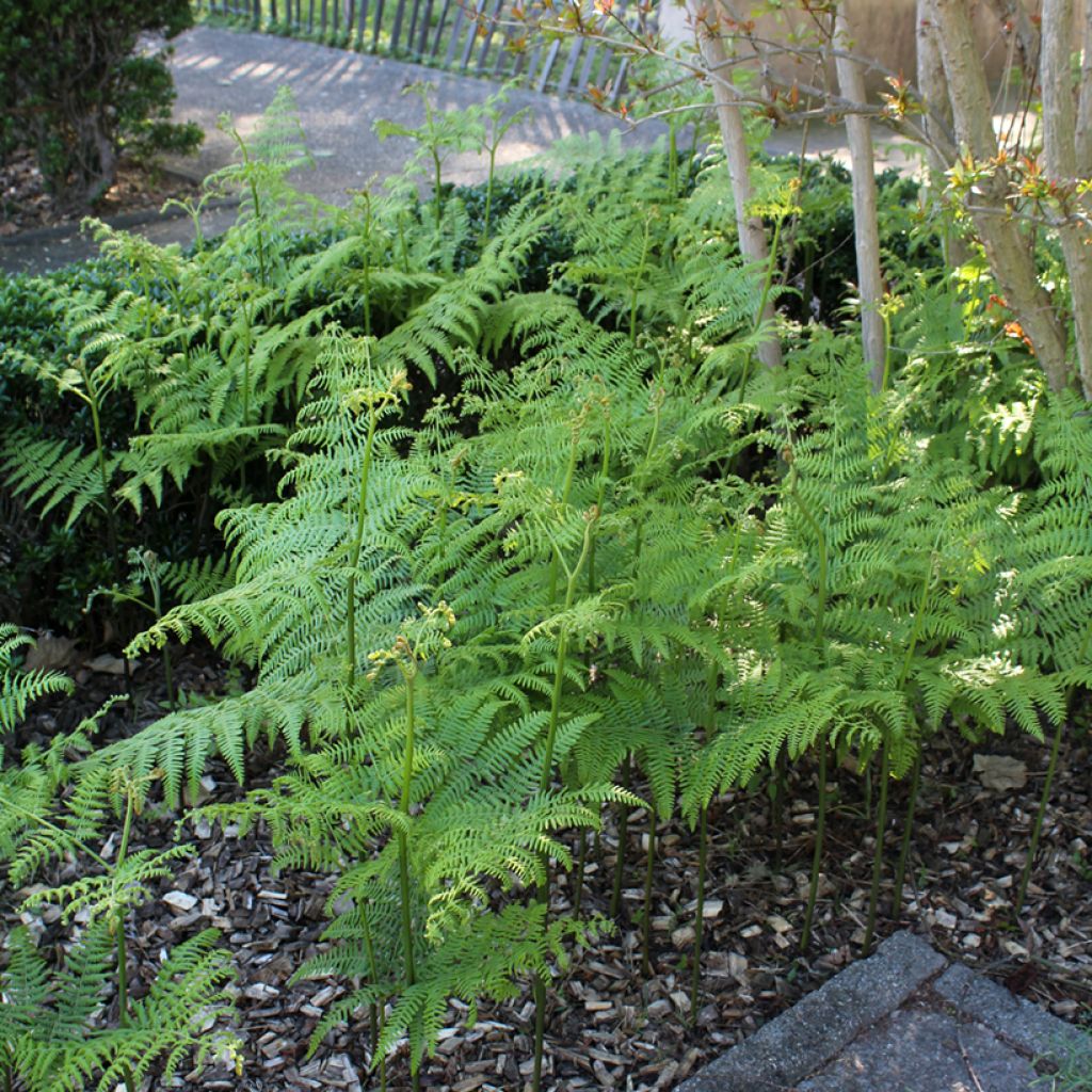 Dryopteris filix-mas - Male Fern